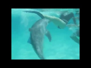 dolphin naughty (not vine)