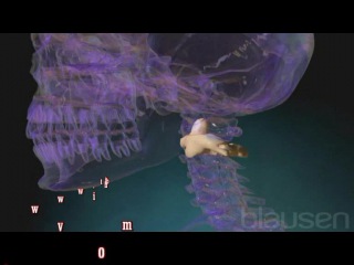 first cervical vertebra (atlas)